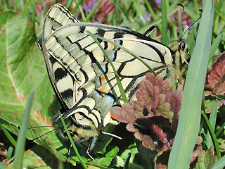 Schwalbenschwanz Papilio machaon Swallowtail  Paarung