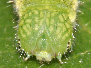 Kopf der Raupe Zrgelbaum-Schnauzenfalter Libythea celtis Nettle-Tree Butterfly