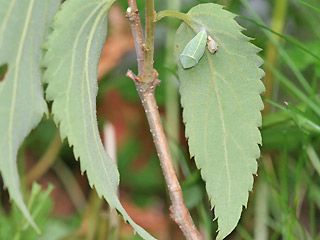 Puppe Zrgelbaum-Schnauzenfalter Libythea celtis Nettle-Tree Butterfly