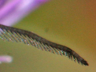 Fhler Mnnchen Jordanita globulariae Flockenblumen-Grnwidderchen 