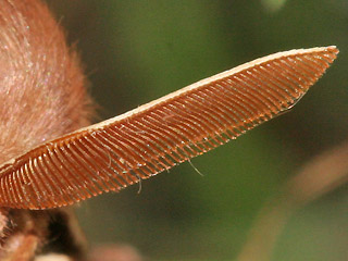 Fühler Männchen Kleespinner Lasiocampa trifolii Grass Eggar