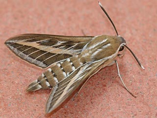 Linienschwrmer Hyles livornica  Striped Hawk-moth