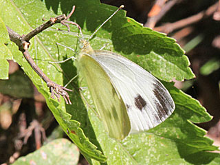 Pieris mannii  Karst-Weißling Southern Small White