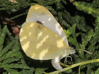 Eiablage Pieris mannii  Karst-Weißling Southern Small White