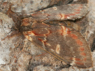 Dromedar-Zahnspinner  Notodonta dromedarius  Iron Prominent