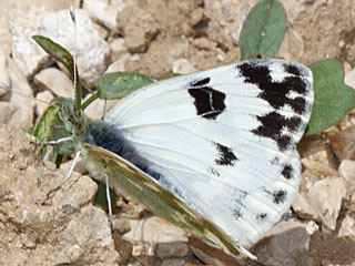 Westlicher Resedafalter  Pontia daplidice  Bath White