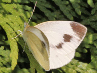 Pieris mannii  Karst-Weißling  Southern Small White