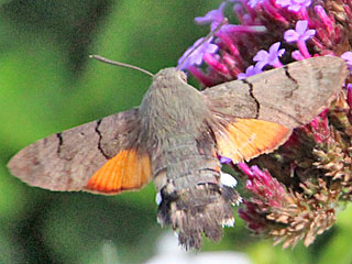 Taubenschwnzchen Kolibri-Schwrmer Macroglossum stellatarum Humming-bird Hawk-moth