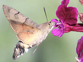 Taubenschwnzchen Kolibri-Schwrmer Macroglossum stellatarum Humming-bird Hawk-moth