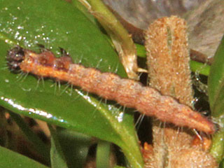 Scythropia crataegella  Weidorn-Gespinstmotte