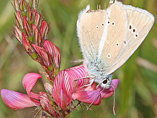 Polyommatus damon Weißdolch-Bläuling  Großer Esparsettenbläuling Damon Blue