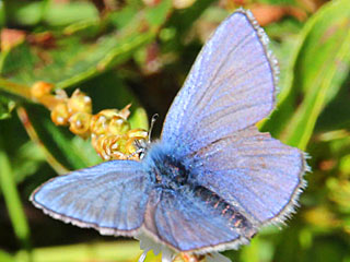 Plebeius orbitulus Heller Alpenbluling Alpine Blue