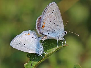 Eiablage Cupido argiades  Kurzschwnziger Bluling Short-tailed Blue
