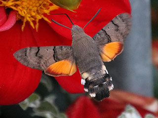 Kolibri - Schwrmer, Taubenschwnzchen, Macroglossum stellatarum, Humming-bird Hawk-moth (12707 Byte)