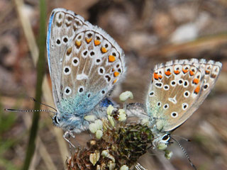 Paarung Himmelblauer Bläuling Polyommatus (Meleageria)(Lysandra) bellargus Adonis Blue Bläuling