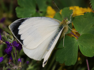 Kanaren-Weiling Pieris cheiranthi Canary Islands Large White