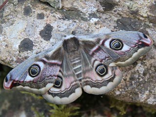 Weibchen Kleines Nachtpfauenauge Saturnia ( Eudia ) pavonia Emperor Moth