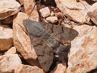 Taubenschwnzchen Kolibri - Schwrmer Macroglossum stellatarum Humming-bird Hawk-moth Wanderfalter (14131 Byte)