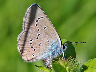 Rotklee-Bluling Violetter Wald-Bluling Polyommatus semiargus Mazarine Blue