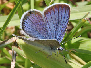 Rotklee-Bluling Violetter Wald-Bluling Polyommatus semiargus Mazarine Blue