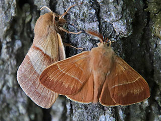Prchen Brombeerspinner   Macrothylacia rubi   Fox Moth  (19192 Byte)
