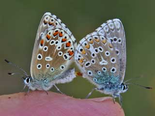 Mnnchen Himmelblauer Bluling Polyommatus (Meleageria)(Lysandra) bellargus Adonis Blue Bluling
