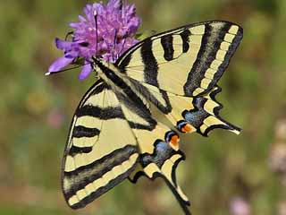 Sdlicher Schwalbenschwanz   Papilio alexanor   Southern Swallowtail