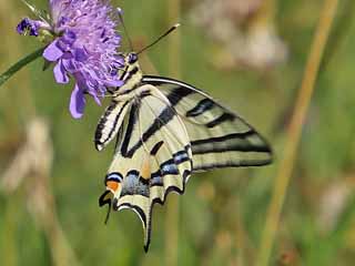 Sdlicher Schwalbenschwanz   Papilio alexanor   Southern Swallowtail