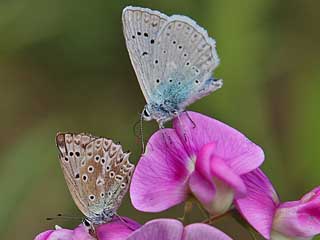 Weibchen + Männchen  Zahnflügel-Bläuling weiblich Meleageria daphnis Meleager's Blue