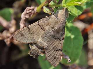 Taubenschwnzchen Kolibri - Schwrmer Macroglossum stellatarum Humming-bird Hawk-moth Wanderfalter (14131 Byte)