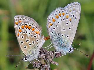 Paarung Hauhechel-Bluling Polyommatus (Polyommatus) icarus Common Blue Bluling