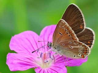 Polyommatus eumedon  Storchschnabelbluling  Geranium Argus