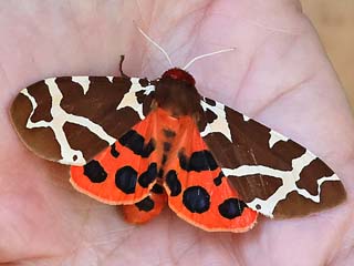 Brauner B�r Arctia caja Garden Tiger