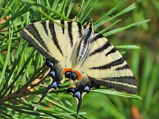 Segelfalter Iphiclides podalirius Scarce Swallowtail 