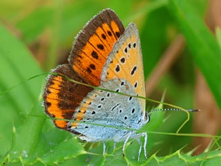 Weibchen Groer Feuerfalter Lycaena dispar Large Copper