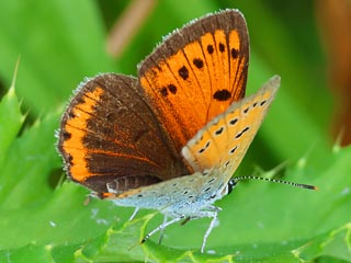 Weibchen Groer Feuerfalter Lycaena dispar Large Copper