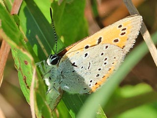 Weibchen Groer Feuerfalter Lycaena dispar Large Copper