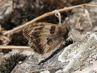 Mnnchen Berghexe Chazara briseis The Hermit