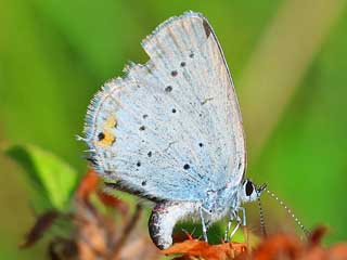 Weibchen bei Eiablage  Kurzschwnziger Bluling Cupido ( Everes ) argiades Short-tailed Blue