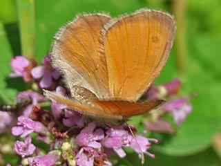 Coenonympha pamphilus  Kleines Wiesenvgelchen Small Heath