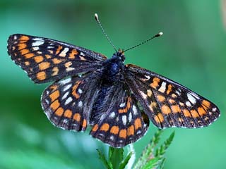 Euphydryas maturna Maivogel Eschen-Scheckenfalter Scarce Fritillary
