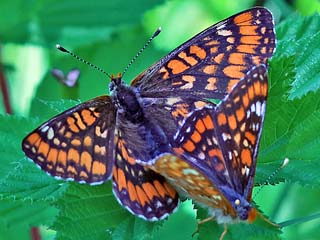 Euphydryas maturna Maivogel Eschen-Scheckenfalter Scarce Fritillary