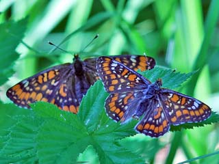 Euphydryas maturna Maivogel Eschen-Scheckenfalter Scarce Fritillary