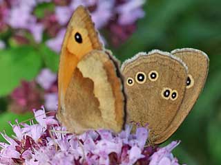 Fehlpaarung   Paarung Groes Ochsenauge Maniola jurtina Meadow Brown