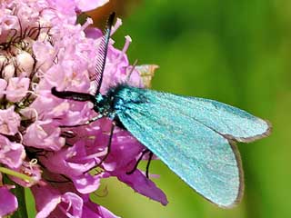 Sonnenrschen-Grnwidderchen  Adscita geryon