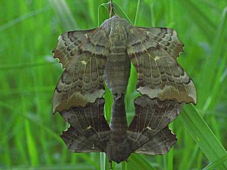Paarung  Pappelschwrmer  Laothoe populi   Poplar Hawk-moth  (22614 Byte)