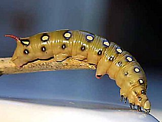 Raupe Labkrautschwrmer   Hyles gallii   Bedstraw Hawk-moth   (17518 Byte)