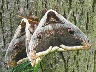 Paarung Wiener Nachtpfauenauge Saturnia pyri Large Emperor Moth Groes Nachtpfauenauge Great Peacock Moth