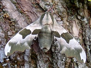 Lindenschwrmer Mimas tiliae Lime Hawk-moth