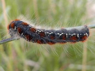 Raupe Wollafter Eriogaster lanestris Small Eggar